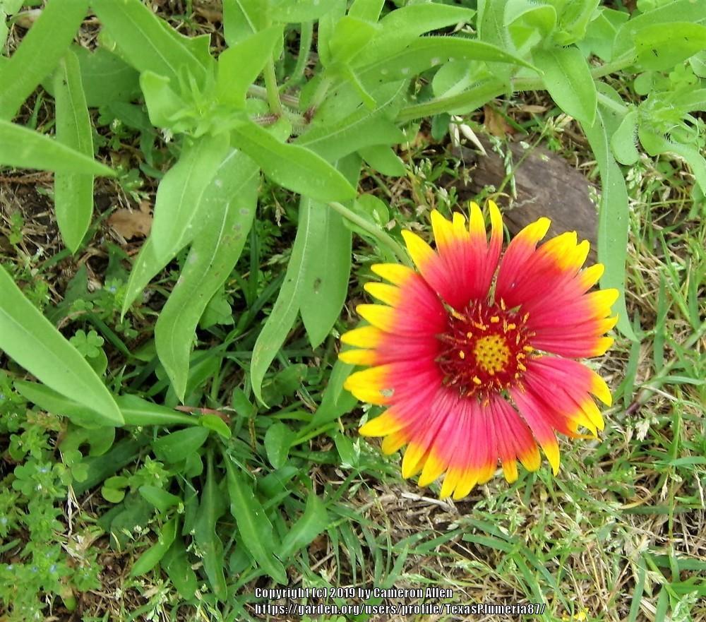 Photo of Blanket Flower (Gaillardia pulchella) uploaded by TexasPlumeria87