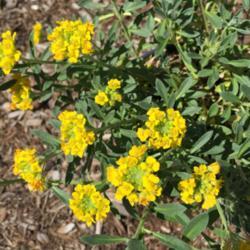 Location: Zone 6
Date: 2019-04-29
Yellow flowers - blooming now!