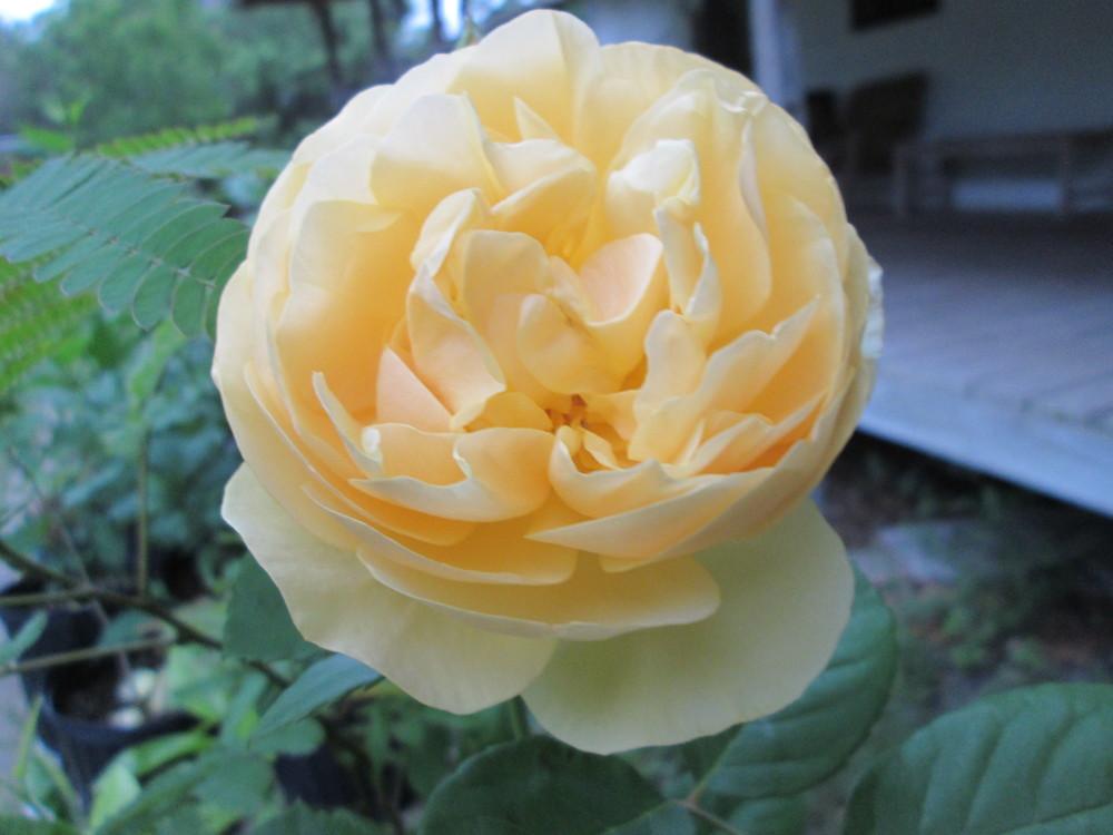 Photo of Rose (Rosa 'Graham Thomas') uploaded by christinereid54