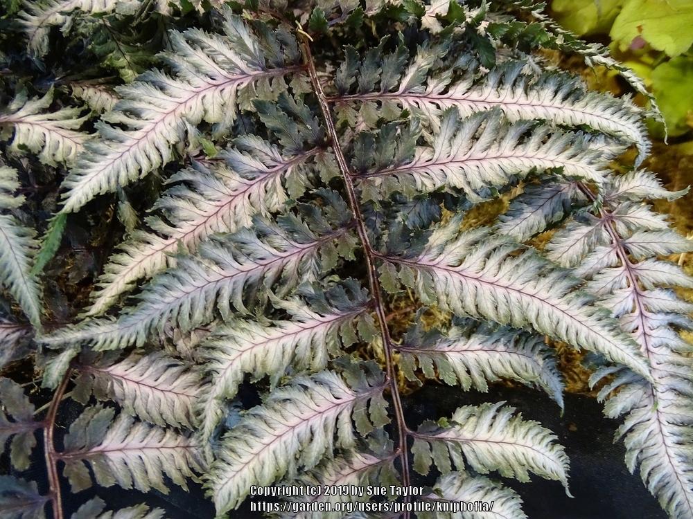 Photo of Japanese Painted Fern (Anisocampium niponicum 'Pewter Lace') uploaded by kniphofia
