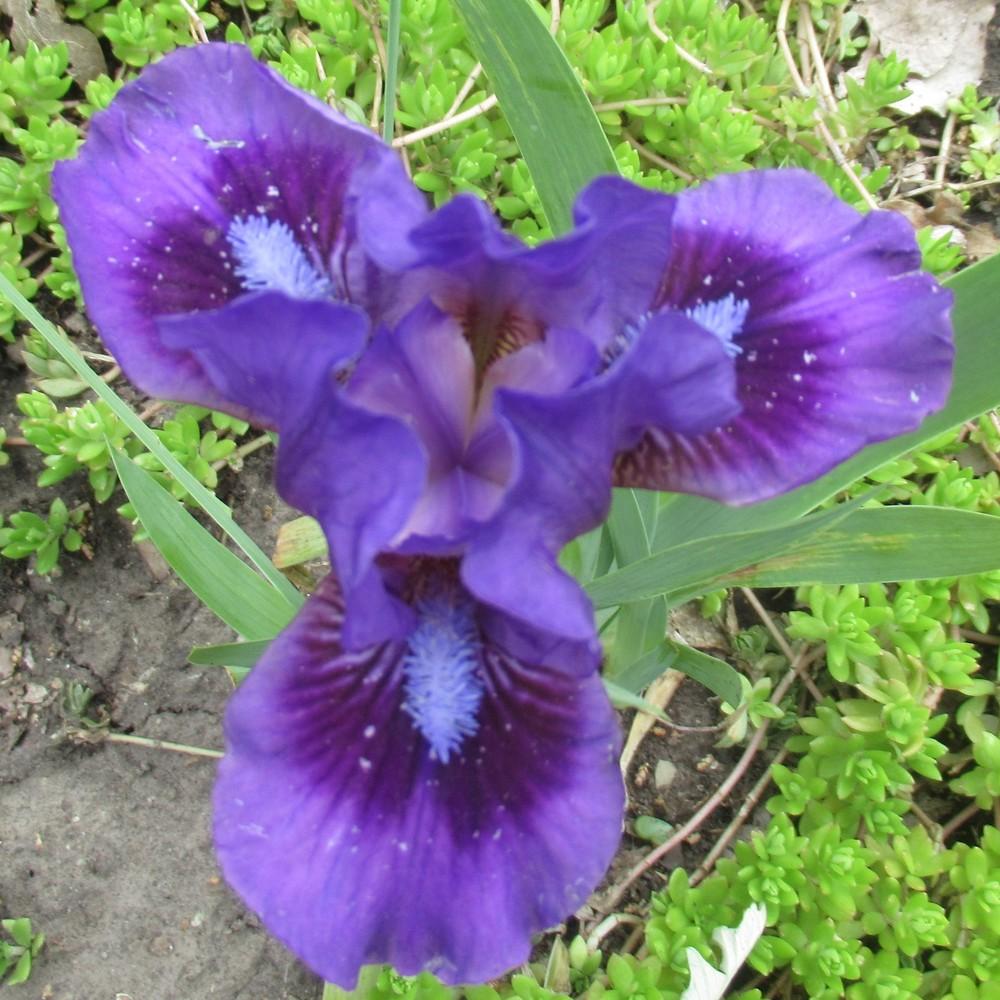 Photo of Standard Dwarf Bearded Iris (Iris 'Replicator') uploaded by stilldew