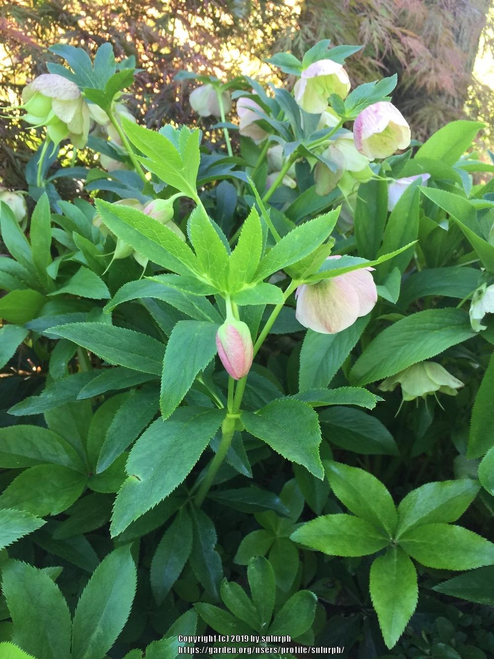 Photo of Lenten Rose (Helleborus x hybridus) uploaded by sulurph