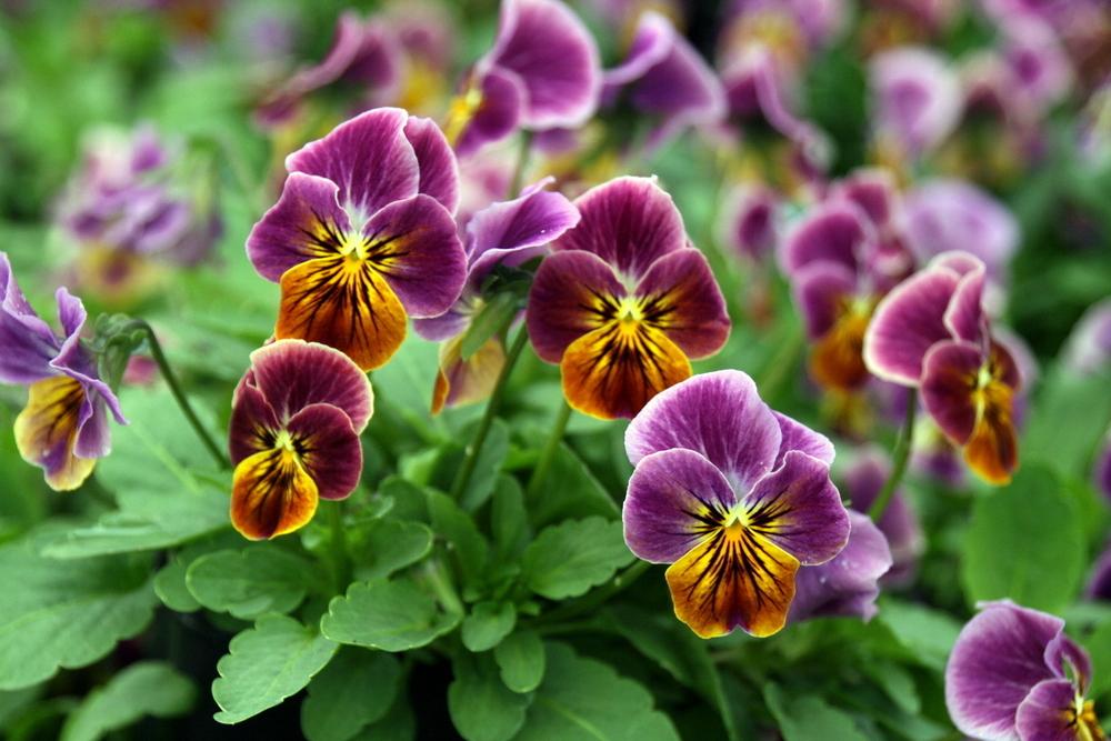 Photo of Horned Violet (Viola cornuta Sorbet™ Antique Shades) uploaded by Calif_Sue