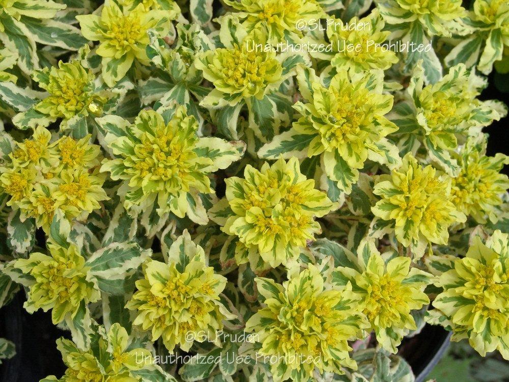 Photo of Cushion Spurge (Euphorbia epithymoides 'First Blush') uploaded by DaylilySLP