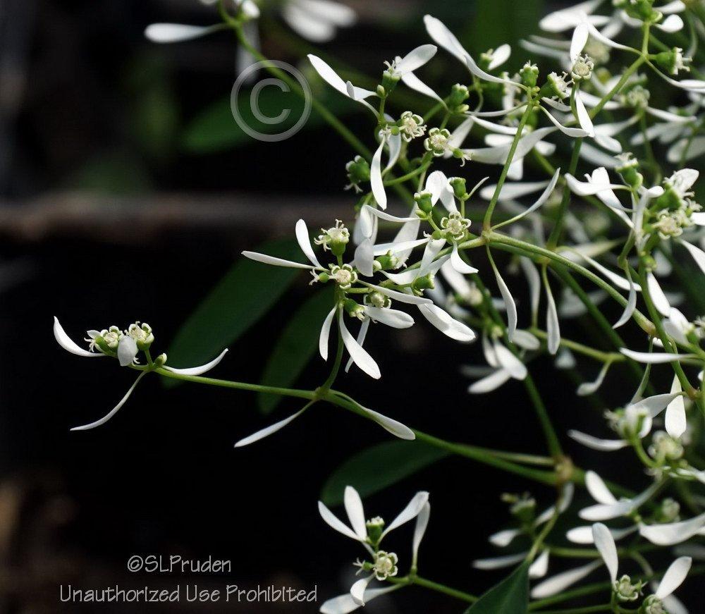 Photo of Euphorbia (Euphorbia hypericifolia Diamond Frost®) uploaded by DaylilySLP