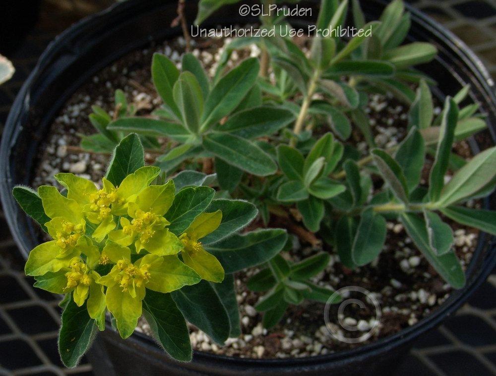 Photo of Cushion Spurge (Euphorbia epithymoides) uploaded by DaylilySLP