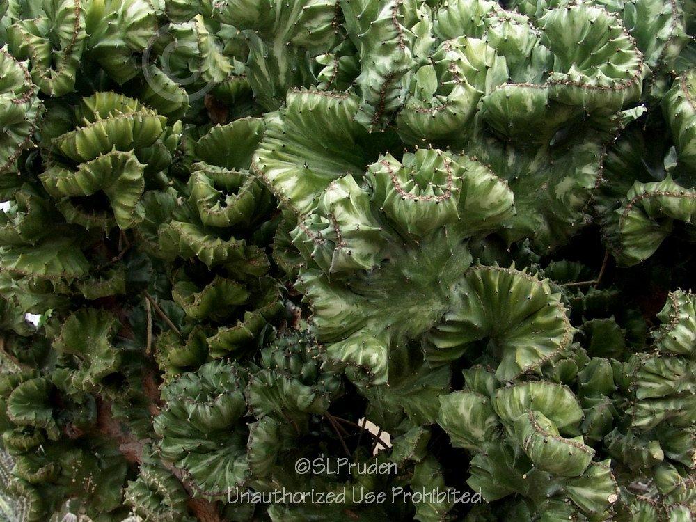 Photo of Elkhorn (Euphorbia lactea 'Cristata') uploaded by DaylilySLP