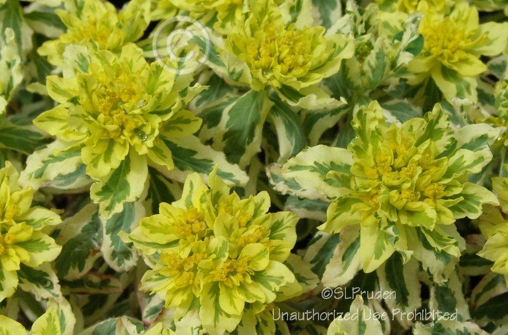 Photo of Cushion Spurge (Euphorbia epithymoides 'First Blush') uploaded by DaylilySLP