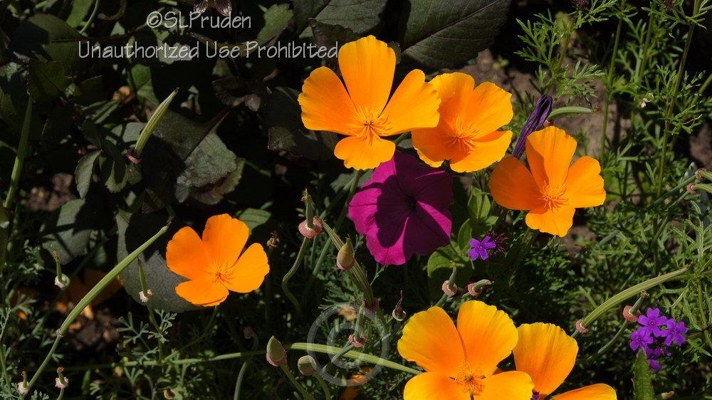 Photo of California Poppy (Eschscholzia californica) uploaded by DaylilySLP