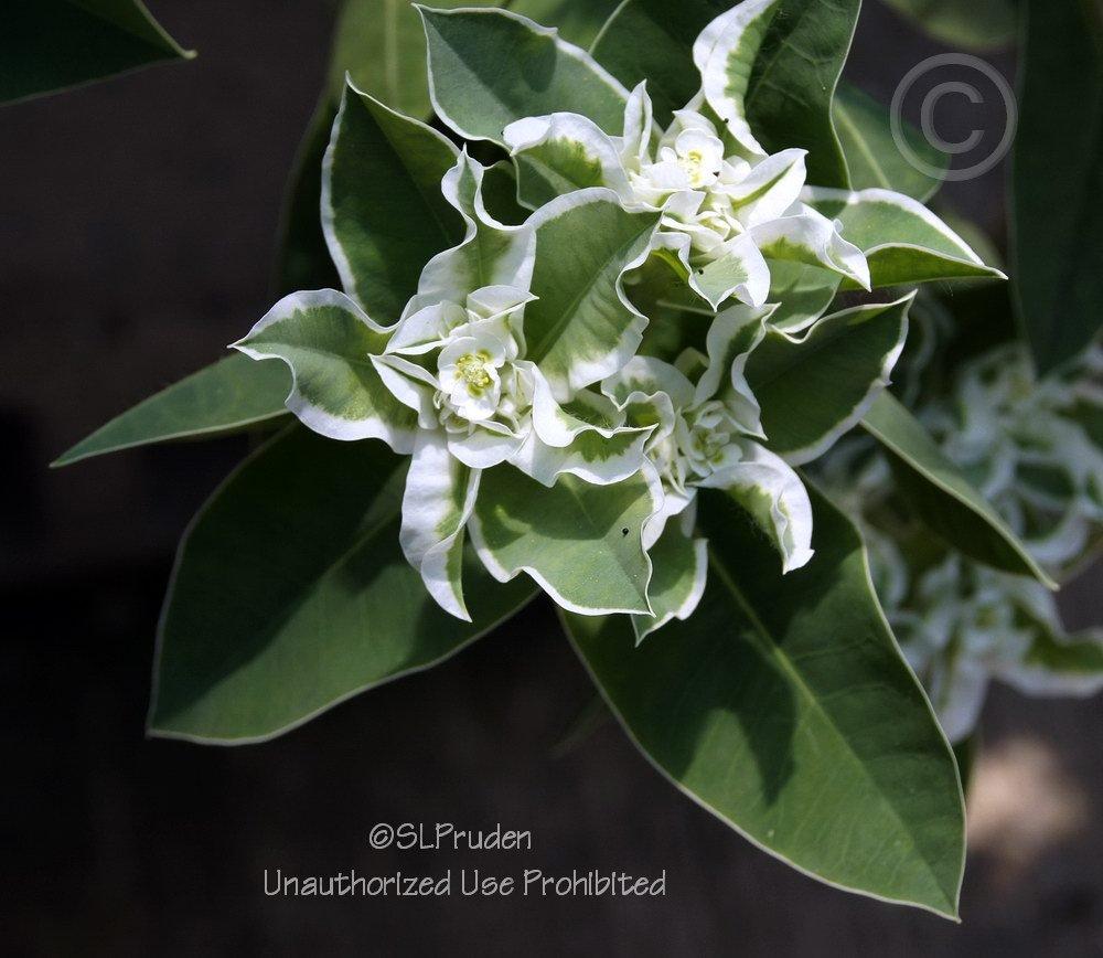 Photo of Snow on the Mountain (Euphorbia marginata) uploaded by DaylilySLP