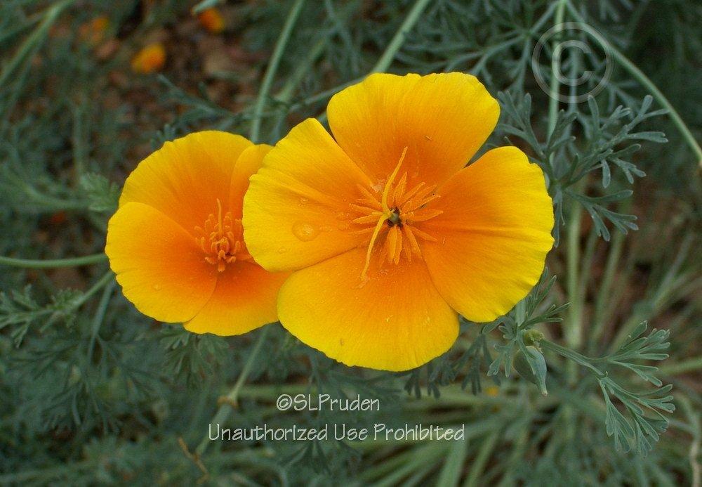 Photo of California Poppy (Eschscholzia californica) uploaded by DaylilySLP