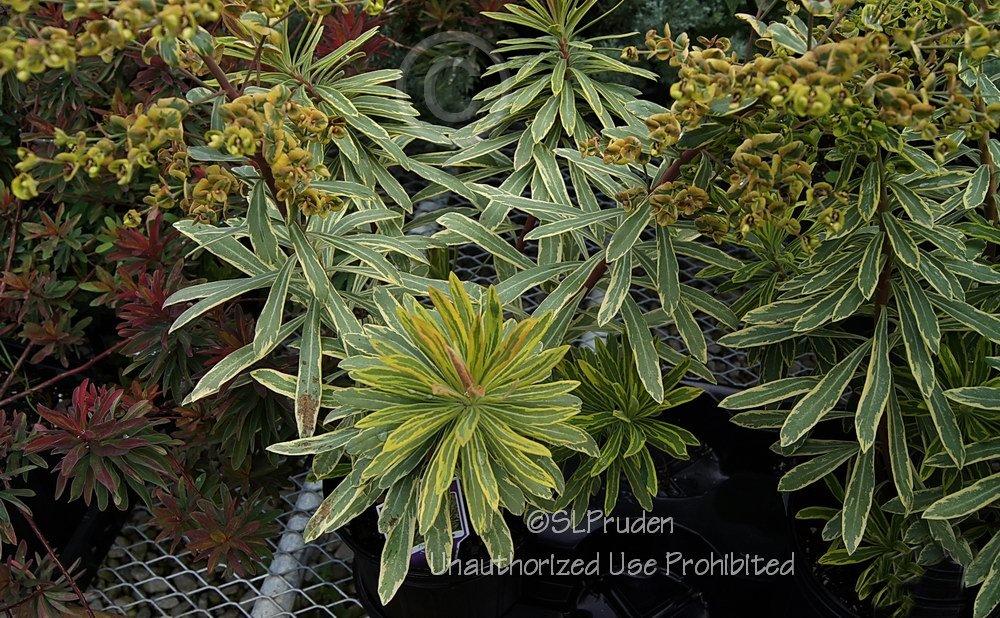 Photo of Euphorbia (Euphorbia x martini 'Ascot Rainbow') uploaded by DaylilySLP
