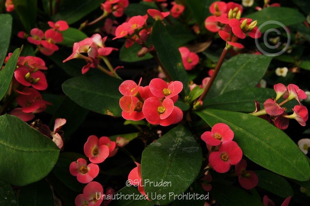 Photo of Crown of Thorns (Euphorbia milii) uploaded by DaylilySLP