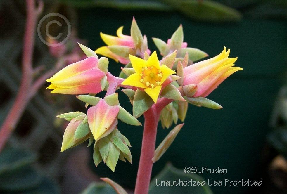Photo of Mexican Snowball (Echeveria elegans) uploaded by DaylilySLP