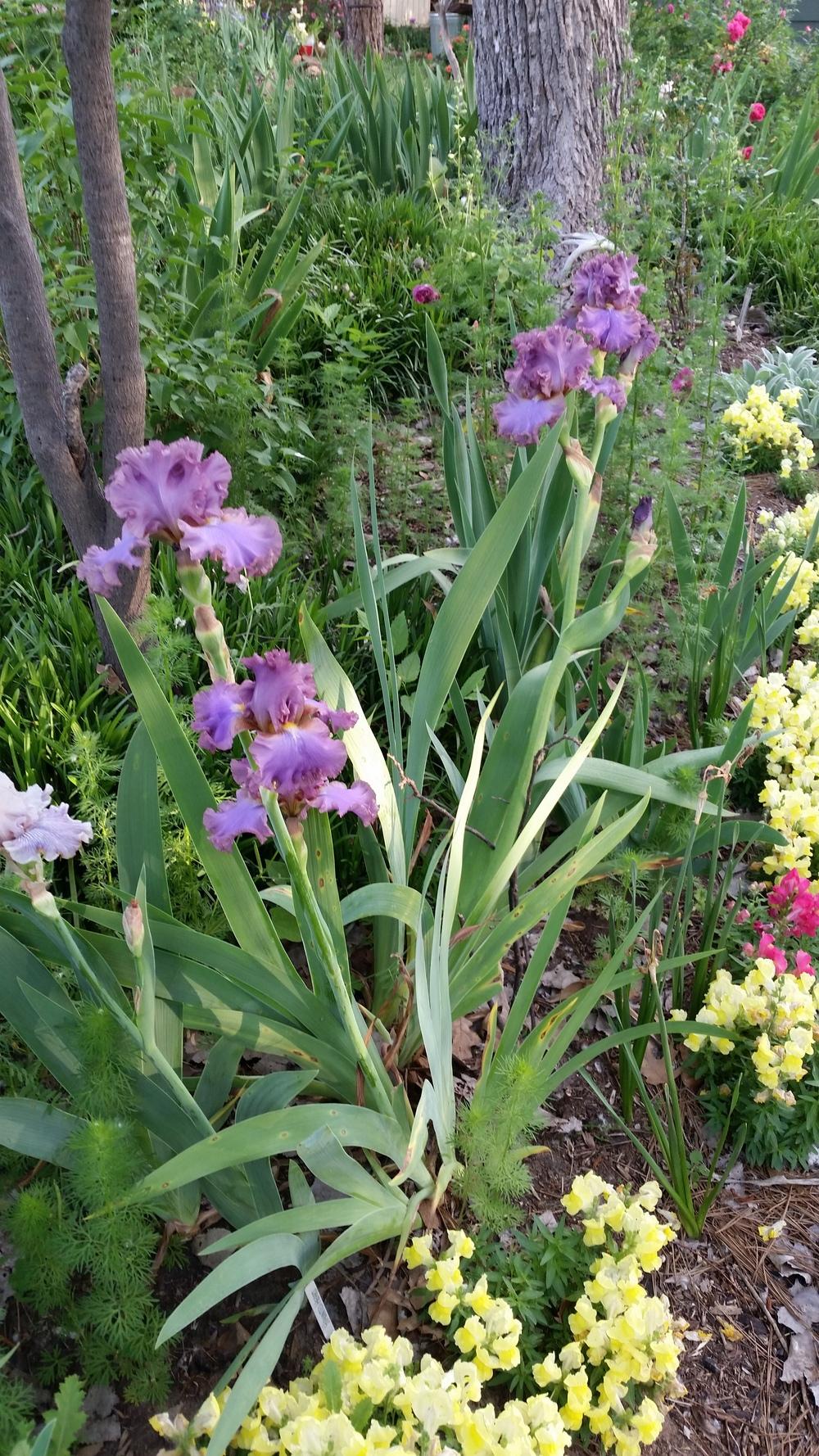 Photo of Tall Bearded Iris (Iris 'French Lavender') uploaded by FAIRYROSE