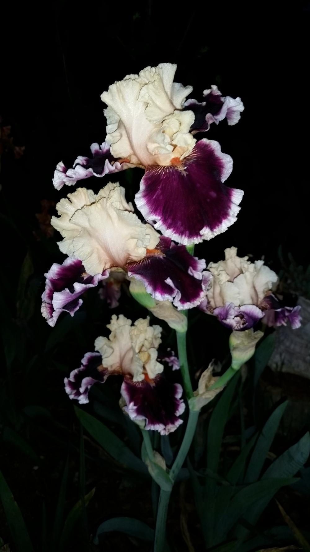 Photo of Tall Bearded Iris (Iris 'Dazzle') uploaded by FAIRYROSE