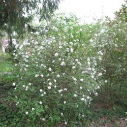 Location: Media, Pennsylvania
Date: 2008-04-20
full-grown shrub in bloom