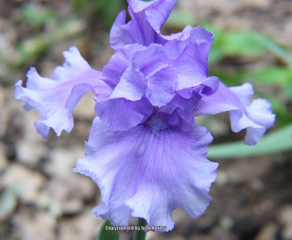 Photo of Tall Bearded Iris (Iris 'Honky Tonk Blues') uploaded by Ivan_N_Tx