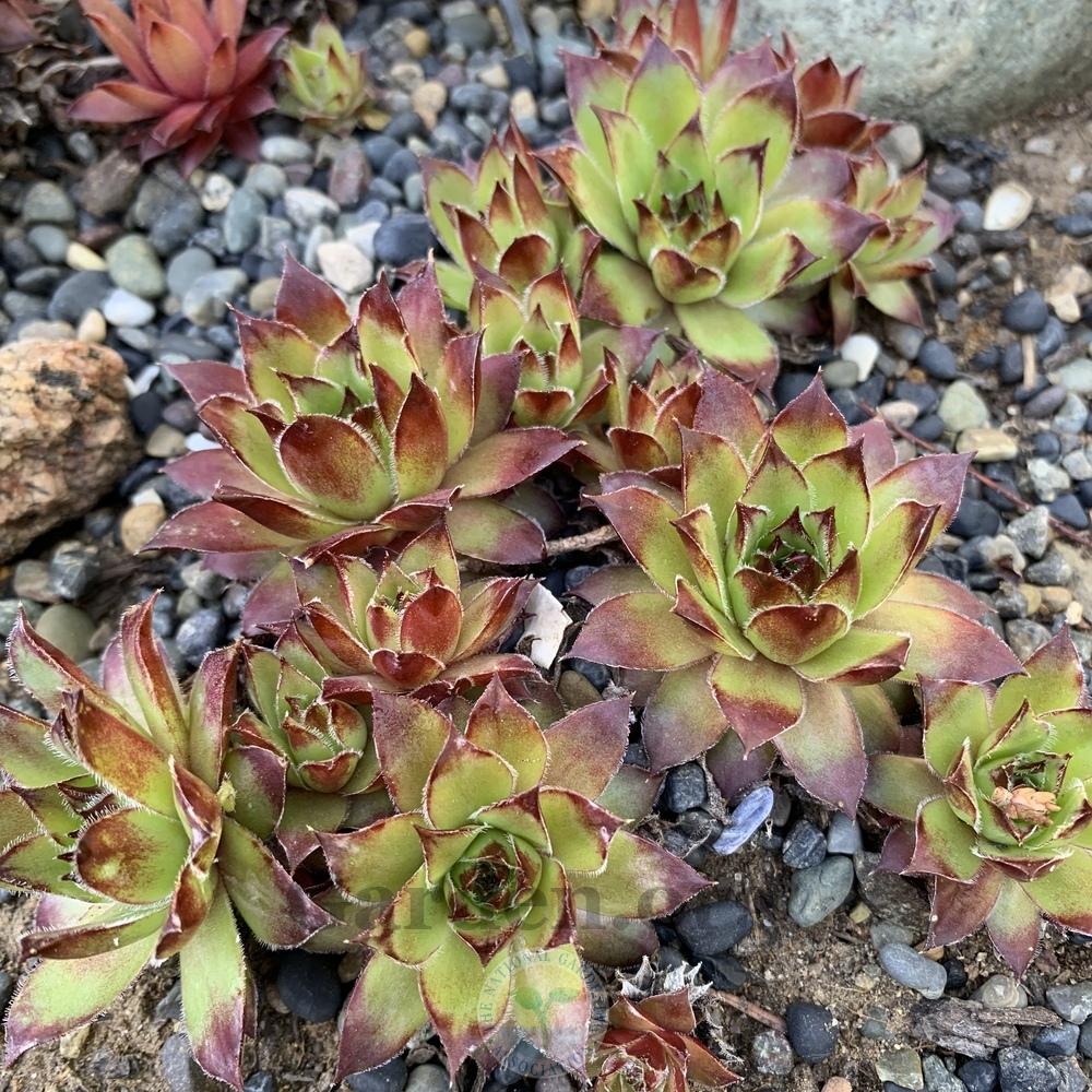 Photo of Hen and Chicks (Sempervivum 'Graceum') uploaded by Patty
