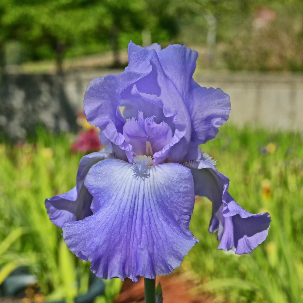 Photo of Irises (Iris) uploaded by dawiz1753