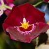 Orchid - Miltoniopsis Bert Field 'Dolores' 001