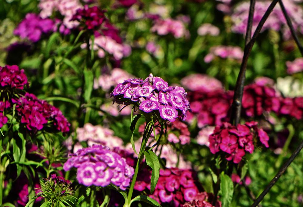 Photo of Dianthus uploaded by dawiz1753