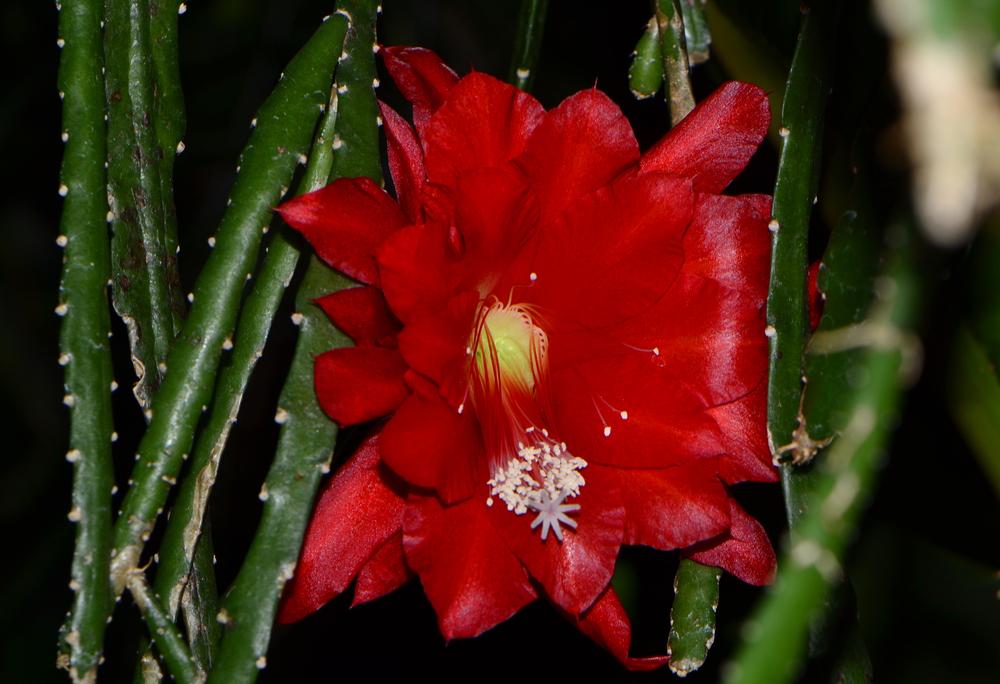 Photo of Orchid Cactus (Disocactus x hybridus 'Ackermannii') uploaded by dawiz1753