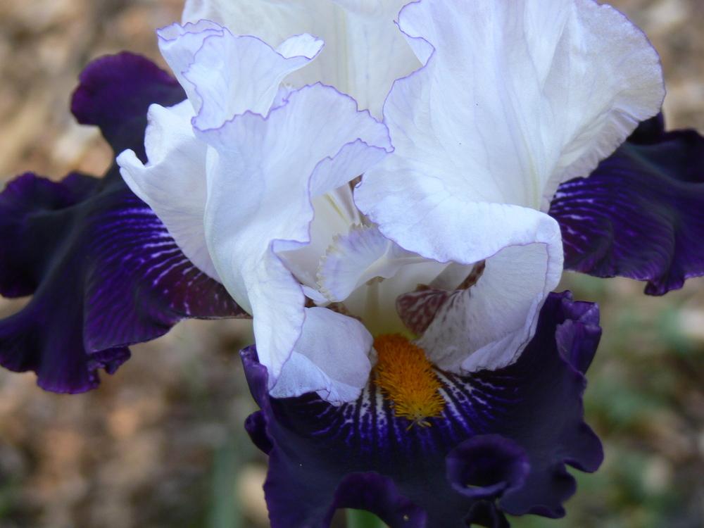 Photo of Tall Bearded Iris (Iris 'Domino Noir') uploaded by janwax