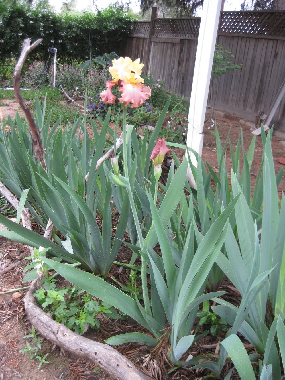 Photo of Tall Bearded Iris (Iris 'High Chaparral') uploaded by shalyn