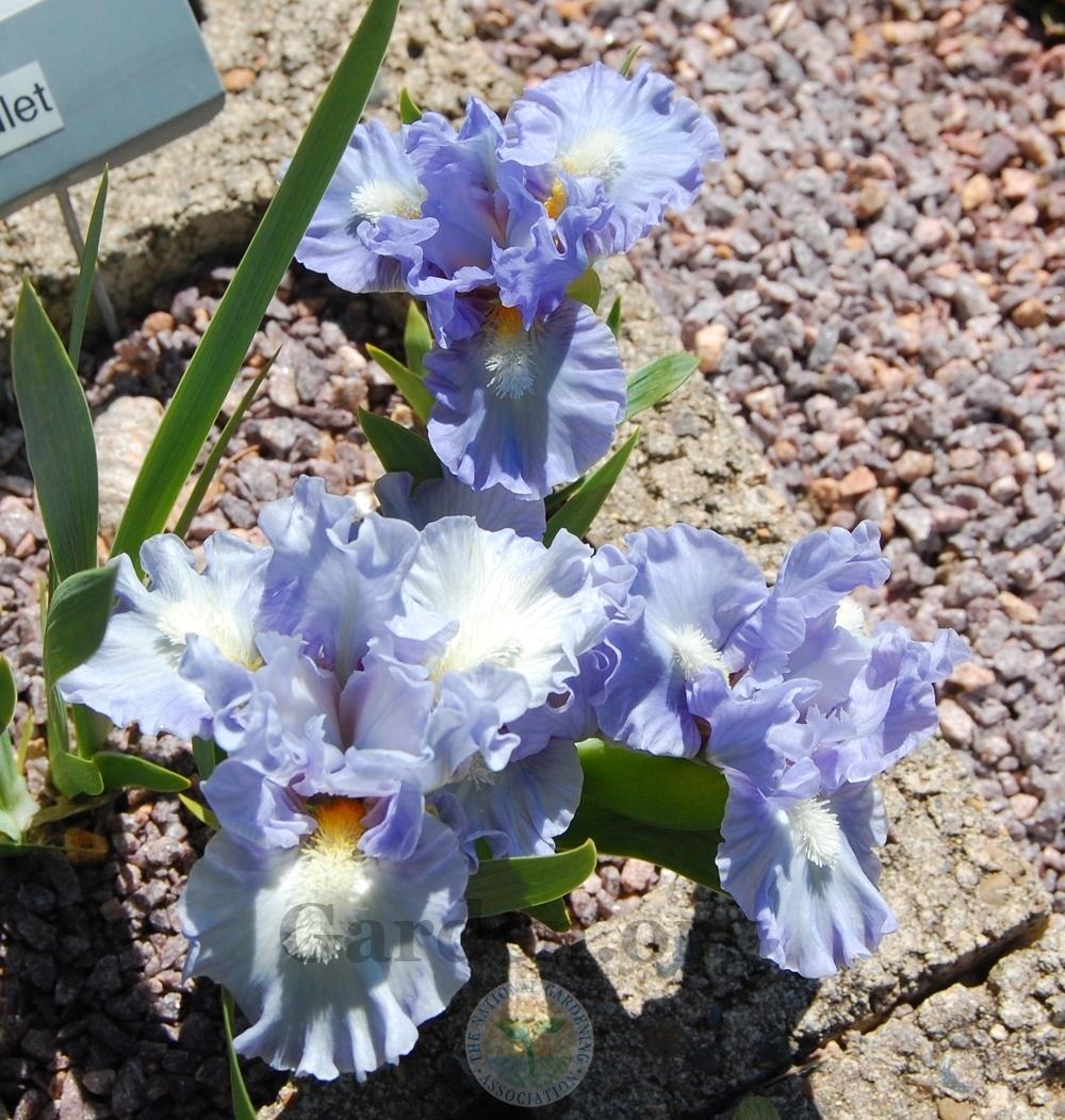 Photo of Miniature Dwarf Bearded Iris (Iris 'Rivulet') uploaded by valleylynn