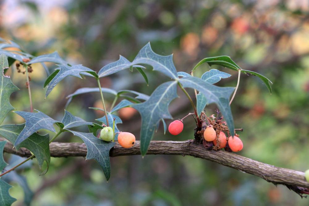 Photo of Mexican Barberry (Alloberberis trifoliolata) uploaded by GrammaChar