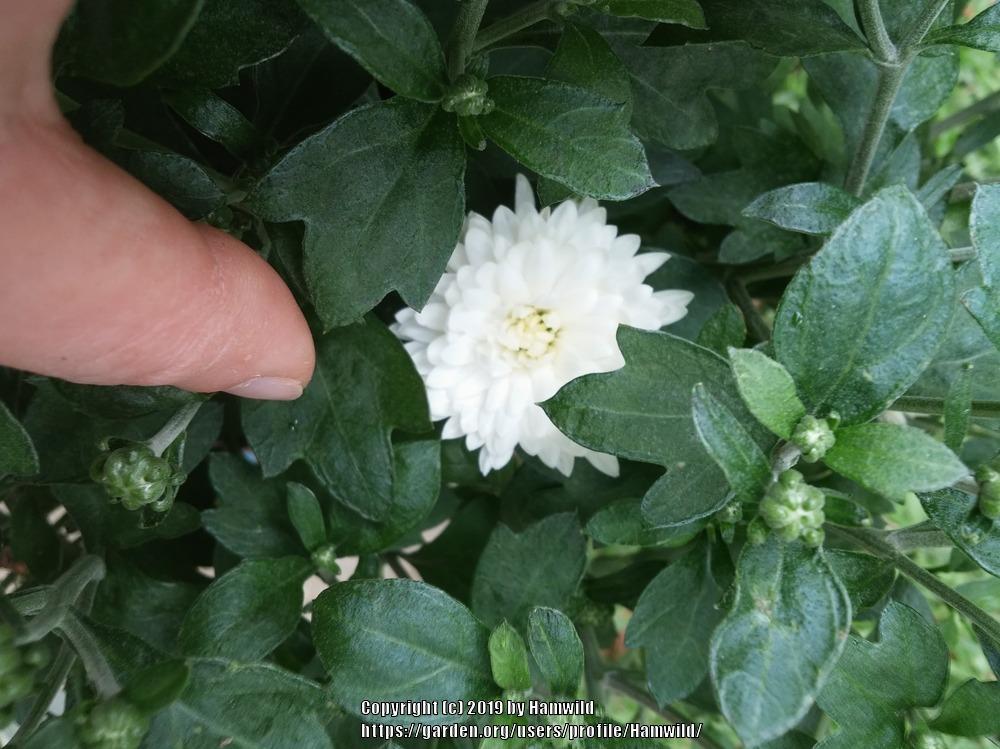 Photo of Chrysanthemum uploaded by Hamwild
