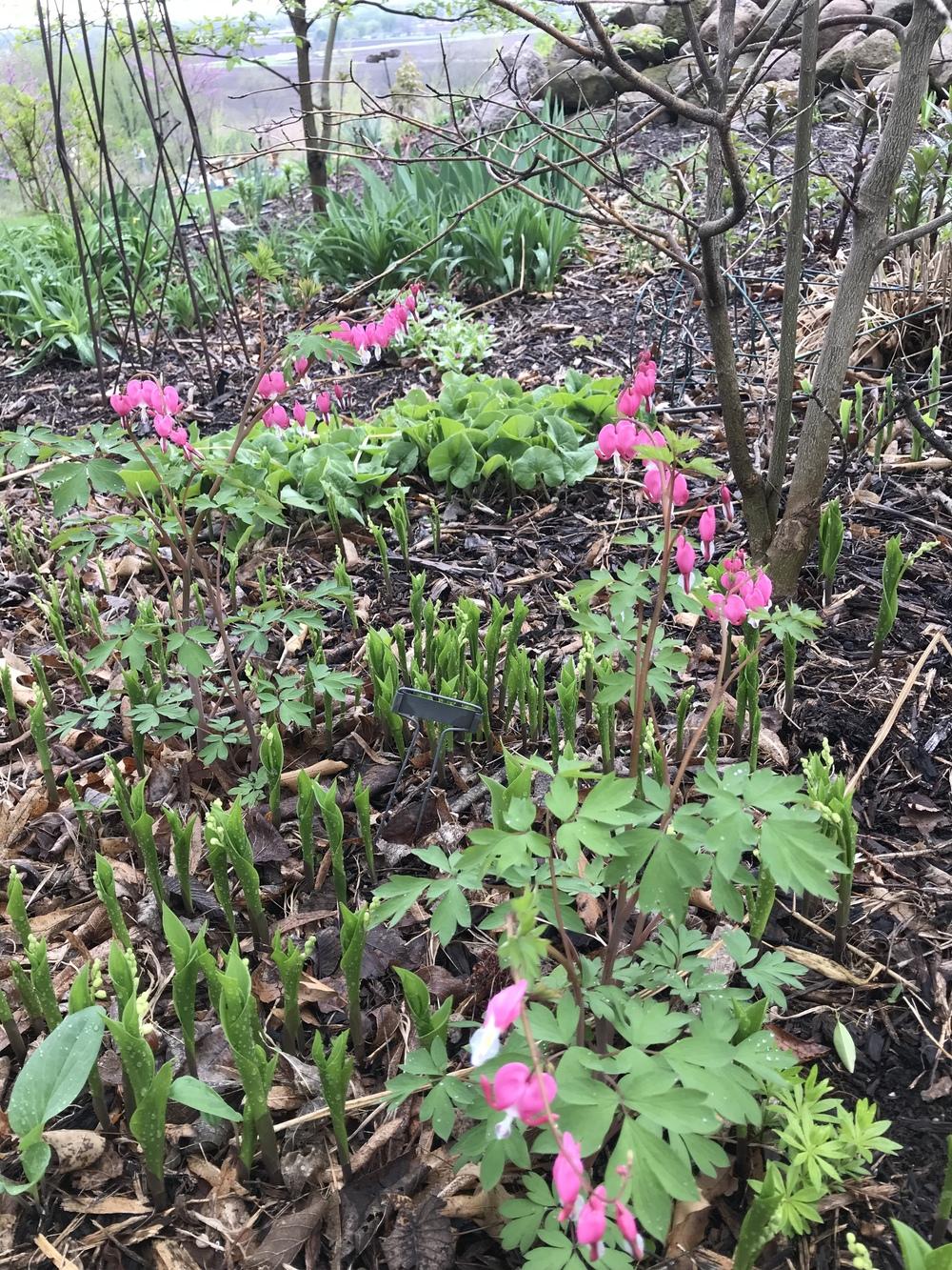 Photo of Bleeding Heart (Lamprocapnos spectabilis) uploaded by Legalily