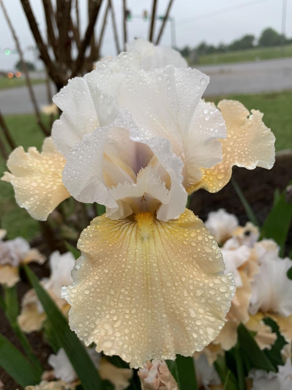 Photo of Tall Bearded Iris (Iris 'Champagne Elegance') uploaded by Winklemanmr
