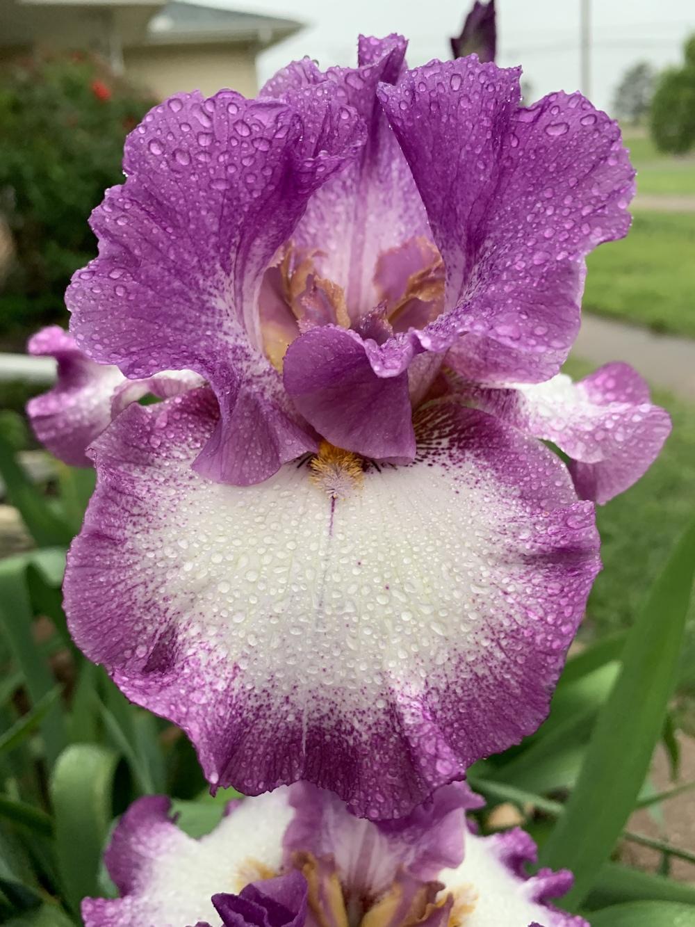 Photo of Tall Bearded Iris (Iris 'Footloose') uploaded by Winklemanmr