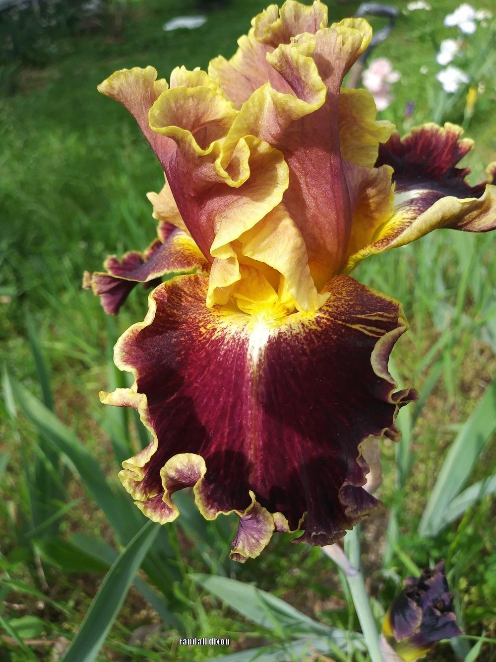 Photo of Tall Bearded Iris (Iris 'Volcanic Glow') uploaded by arilbred
