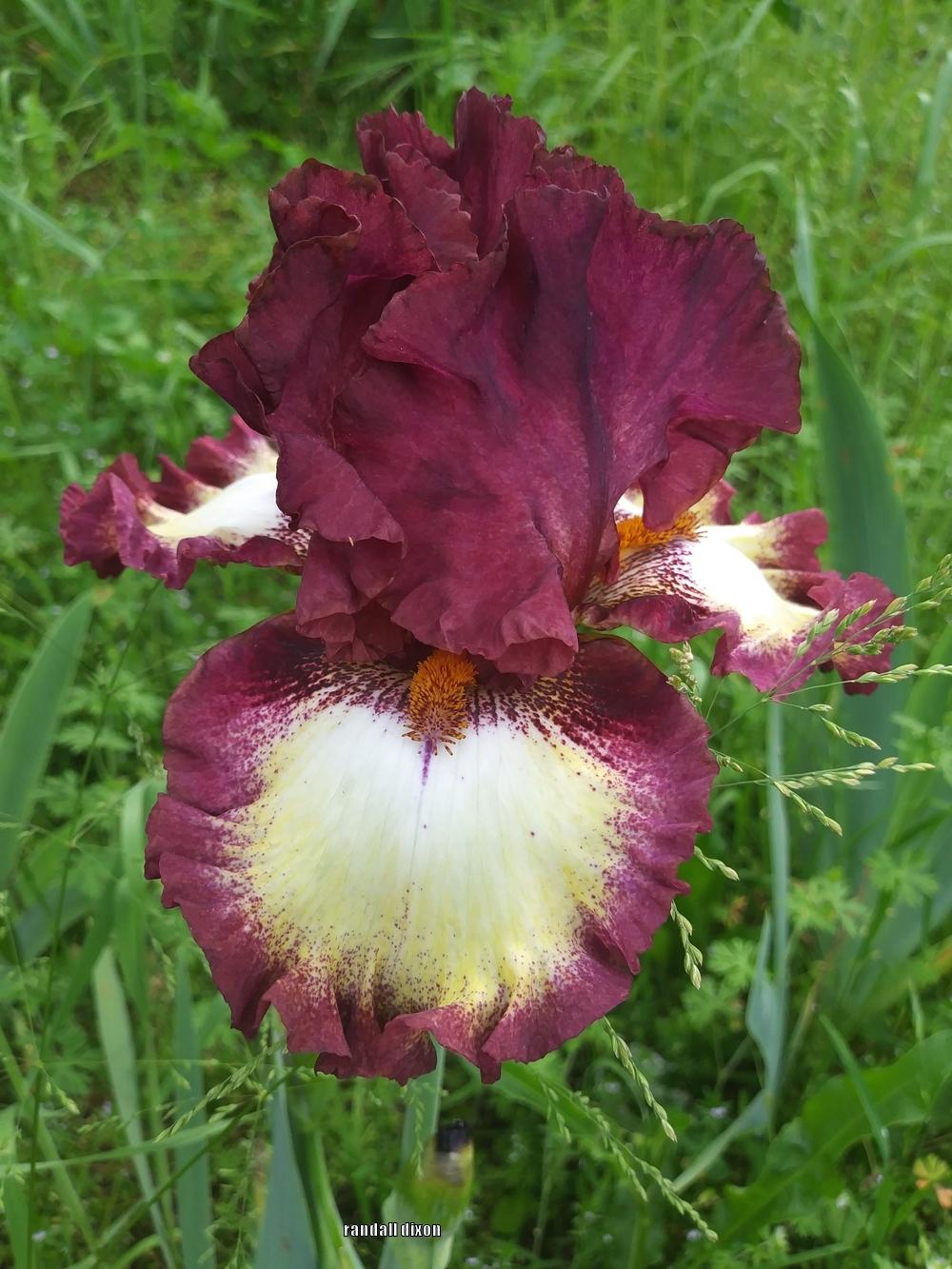 Photo of Tall Bearded Iris (Iris 'Class Ring') uploaded by arilbred