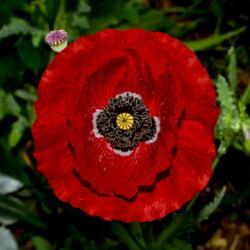 Location: Botanical Gardens of the State of Georgia...Athens, Ga
Date: 2019-04-30
Red Poppy 060