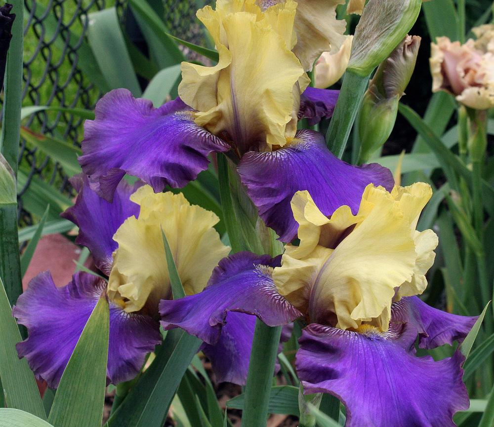 Photo of Tall Bearded Iris (Iris 'Jurassic Park') uploaded by floota