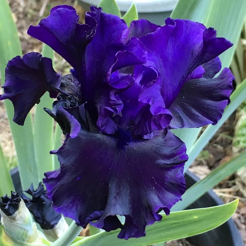 Photo of Tall Bearded Iris (Iris 'Black Lipstick') uploaded by lilpod13