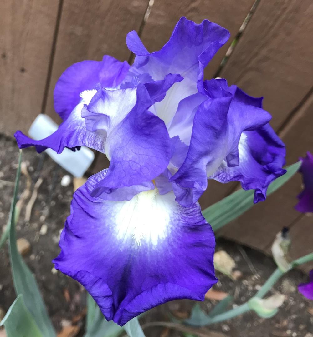Photo of Tall Bearded Iris (Iris 'City Lights') uploaded by ljb5966