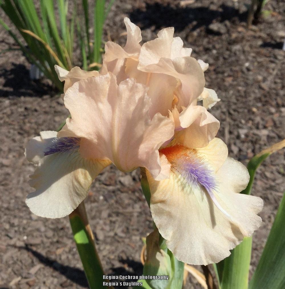 Photo of Intermediate Bearded Iris (Iris 'Concertina') uploaded by scflowers