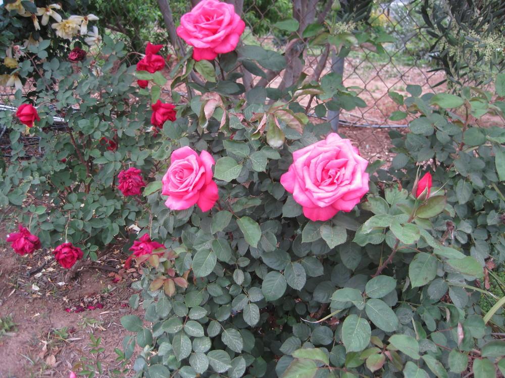 Photo of Rose (Rosa 'Chicago Peace') uploaded by shalyn
