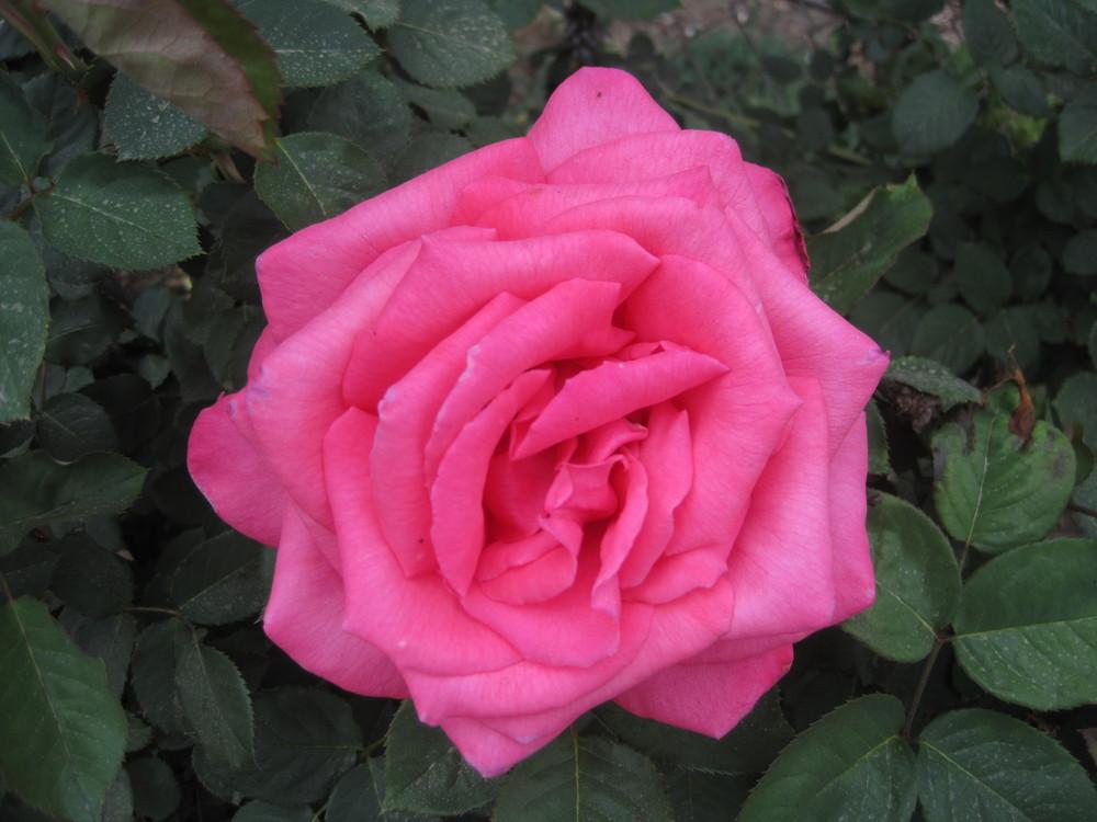 Photo of Rose (Rosa 'Chicago Peace') uploaded by shalyn