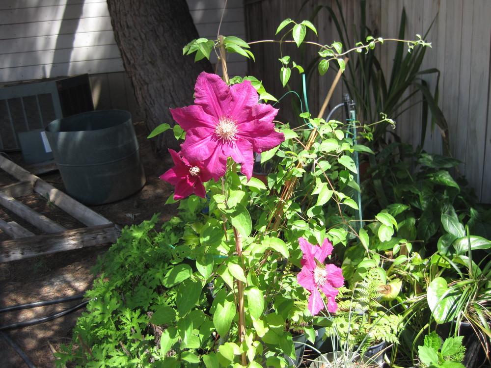 Photo of Clematis 'Ernest Markham' uploaded by shalyn