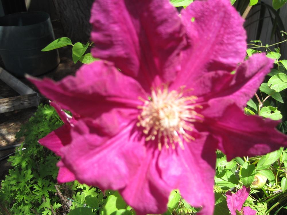 Photo of Clematis 'Ernest Markham' uploaded by shalyn
