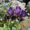Aka Iris babadagica