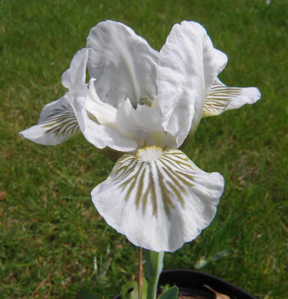 Photo of Standard Dwarf Bearded Iris (Iris 'Snow Tree') uploaded by IrisLilli