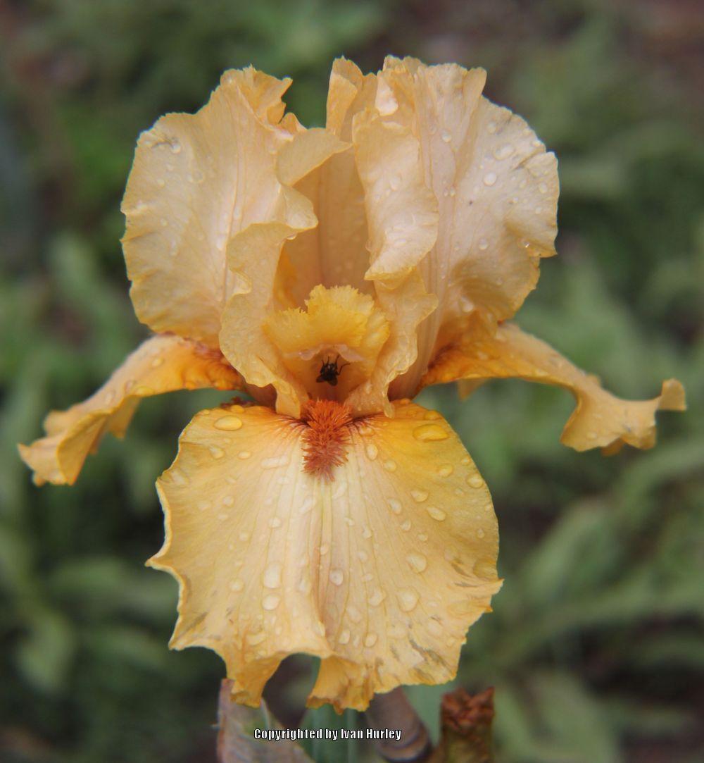 Photo of Tall Bearded Iris (Iris 'Virginia Rudkin') uploaded by Ivan_N_Tx