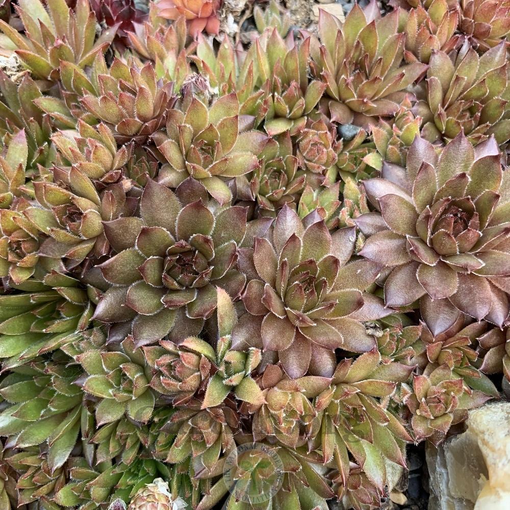 Photo of Hen and Chicks (Sempervivum 'Sonja') uploaded by Patty